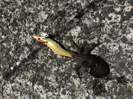 コウイカランガン