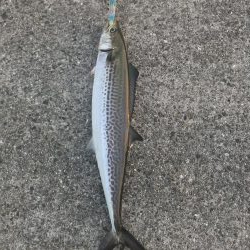 サゴシ時合いあり。