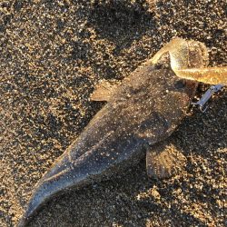 マゴチラッシュ