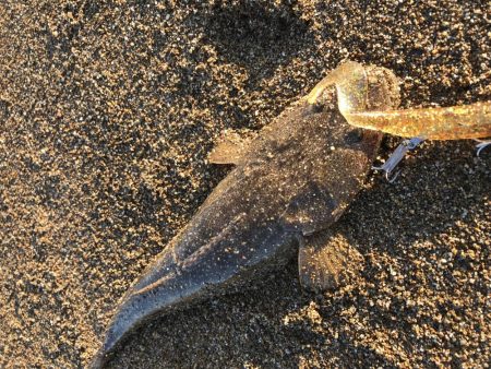 マゴチラッシュ