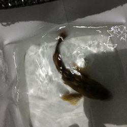 懲りずにガシラ