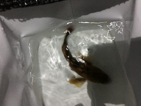 懲りずにガシラ