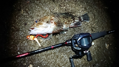 広島市河川チニングでデッカサゴ！