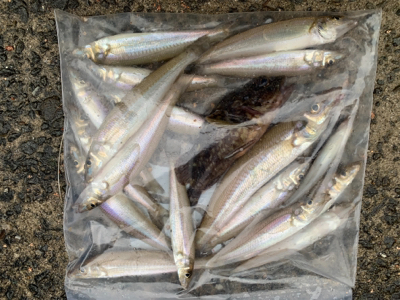 令和キス調査（おまけエソ）