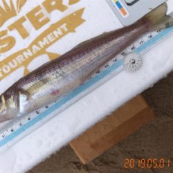 令和初キス釣り