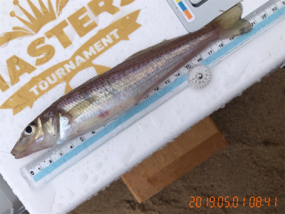 令和初キス釣り