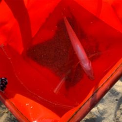 キス食べたくて