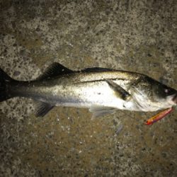 サンダルシーバス!