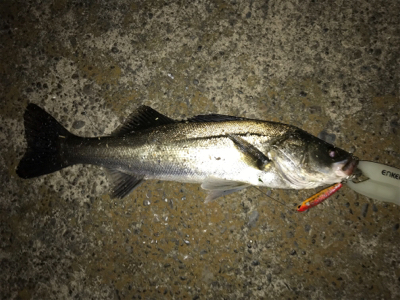 サンダルシーバス!