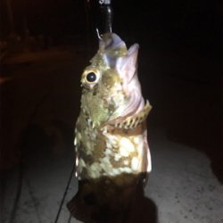 何とかメバリング成立(苦笑)