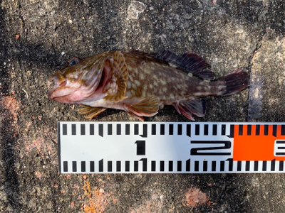 サゴシ不調のためガシラ