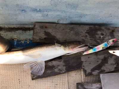 近場ショート便