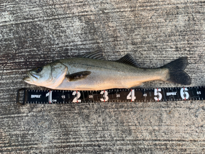 ライトゲーム しようと思ったが