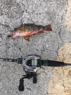 親父たちの釣行 和歌山編‼️