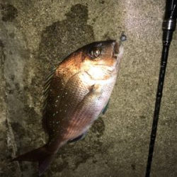 サーフでめで鯛