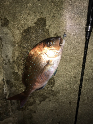 サーフでめで鯛