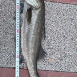 どうにか1本　～豊洲ぐるり公園～