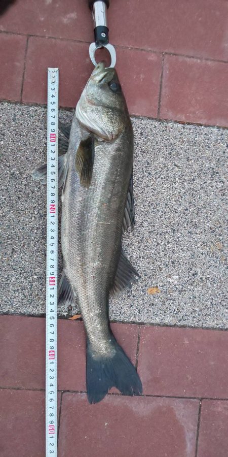 どうにか1本　～豊洲ぐるり公園～