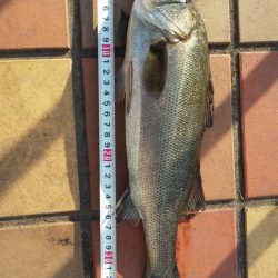 試し釣り　～辰巳橋付近～