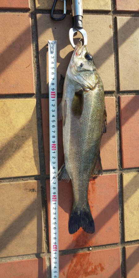 試し釣り　～辰巳橋付近～