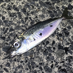 日本海アジング(2019-2)