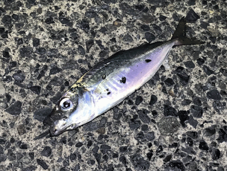 日本海アジング(2019-2)