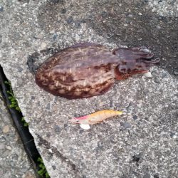 久しぶりの大島