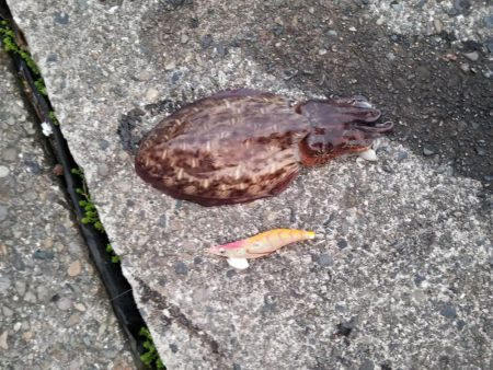 久しぶりの大島