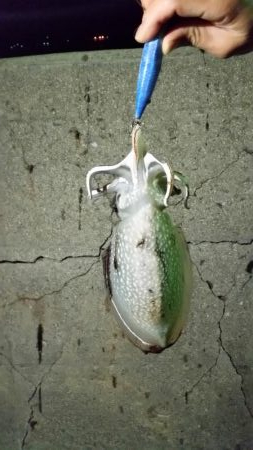 昨日に引き続きゲット！