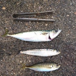 食べ頃アジゲット