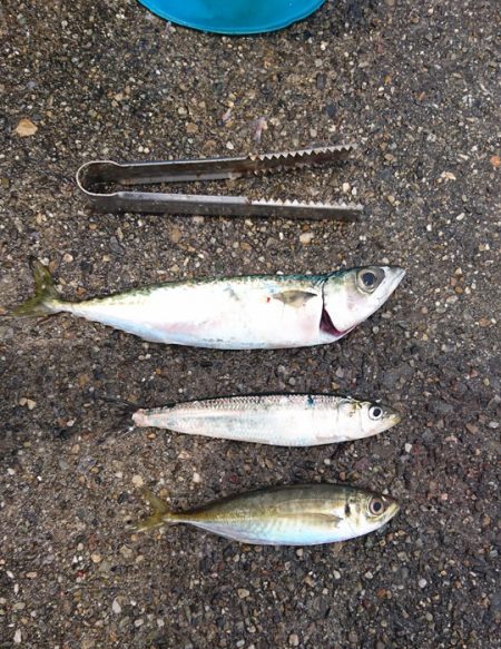 食べ頃アジゲット