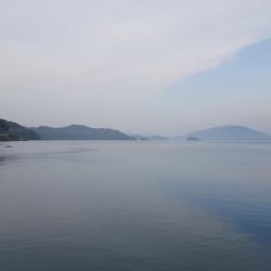 コウイカエギング