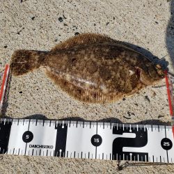 左右揃いました