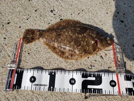 左右揃いました