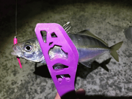 坊勢アジング(2019-3)