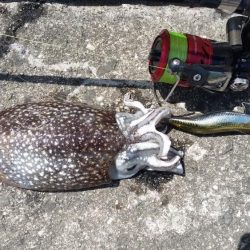 今日も何とかゲット！