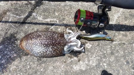 今日も何とかゲット！