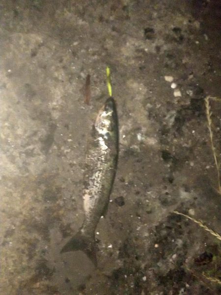 クルクルバチしかいない