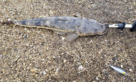 ボウズくらいリベンジ