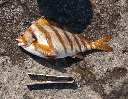 アジ狙いで珍客