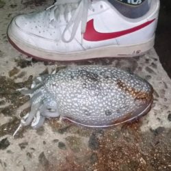 今年一番のサイズ♪