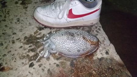 今年一番のサイズ♪