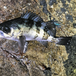 鳥取メバリング(2019-14)