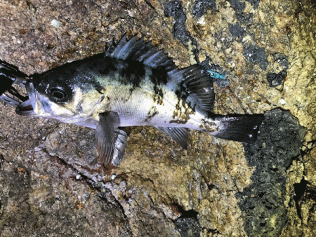 鳥取メバリング(2019-14)