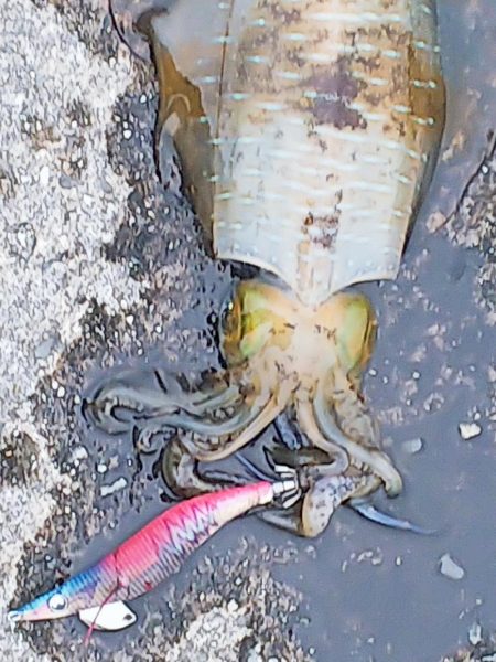 グィ────ン