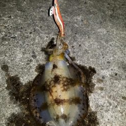 波バッシャーン！