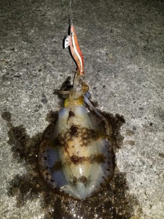 波バッシャーン！