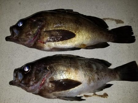 庵治フロートメバリング