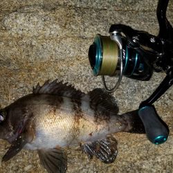 庵治フロートメバリング