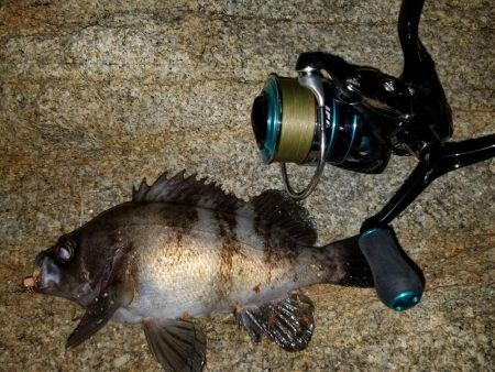 庵治フロートメバリング